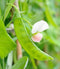 Pea Oregon Sugar Pod II Snow Pea